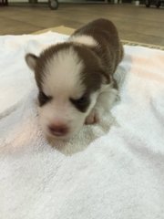 Husky Puppies For Sale - Alaskan Malamute + Siberian Husky Dog