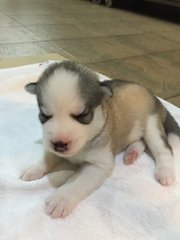 Husky Puppies For Sale - Alaskan Malamute + Siberian Husky Dog