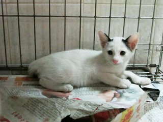 Panda Ears Kitty - Domestic Short Hair Cat