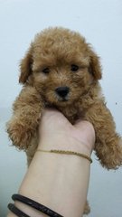 Usj Red Toy Poodle - Poodle Dog