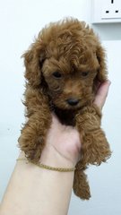 Usj Red Toy Poodle - Poodle Dog