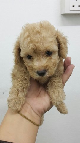 Usj Apricot Cream Toy Poodle - Poodle Dog