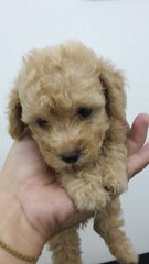 Usj Apricot Cream Toy Poodle - Poodle Dog