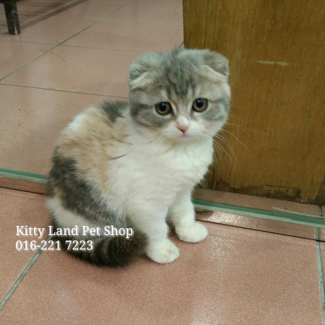 Hazel ( Imported Scottish Fold) - Scottish Fold Cat