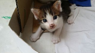 PF67201 - Bobtail + Dilute Calico Cat