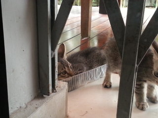 3 Super Cute Kittens  - Domestic Short Hair Cat