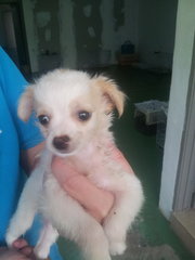 Usj Parti Color Chihuahua - Chihuahua Dog