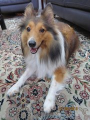 Miss L - Shetland Sheepdog Sheltie Dog