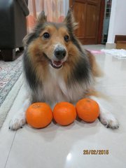 Miss L - Shetland Sheepdog Sheltie Dog