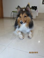 Miss L - Shetland Sheepdog Sheltie Dog