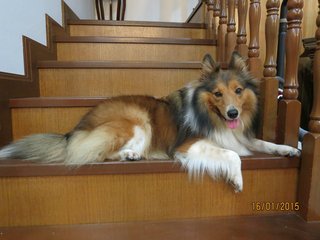 Miss L - Shetland Sheepdog Sheltie Dog