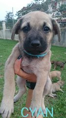 Cyan - Mixed Breed Dog