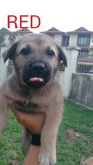 Red / Rayray - Mixed Breed Dog