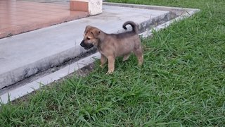 Red / Rayray - Mixed Breed Dog