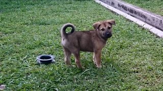 Red / Rayray - Mixed Breed Dog