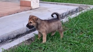 Red / Rayray - Mixed Breed Dog