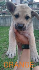 Orange / Rainrain - Mixed Breed Dog