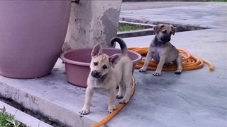 Orange / Rainrain - Mixed Breed Dog