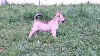 Orange / Rainrain - Mixed Breed Dog