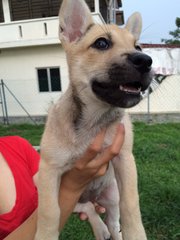 Orange / Rainrain - Mixed Breed Dog