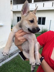 Orange / Rainrain - Mixed Breed Dog