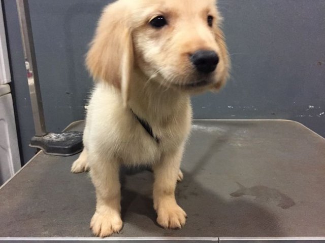 Golden Retriever - Big Quality - Golden Retriever Dog