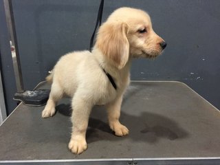 Golden Retriever - Big Quality - Golden Retriever Dog