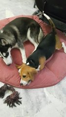 Bacon & buddy, Husky David