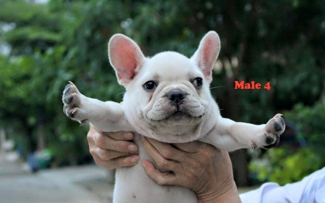 White Frenchie French Bulldog - French Bulldog Dog