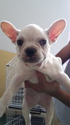 White Frenchie French Bulldog - French Bulldog Dog