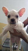 White Frenchie French Bulldog - French Bulldog Dog