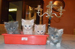 4 Kittens Himalayan Persian - Himalayan + Persian Cat