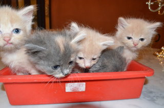 4 Kittens Himalayan Persian - Himalayan + Persian Cat