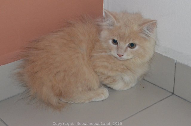 Orange Mix Breed Kitten Himalayan  - Himalayan + Persian Cat