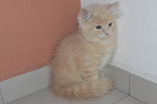 Orange Mix Breed Kitten Himalayan  - Himalayan + Persian Cat