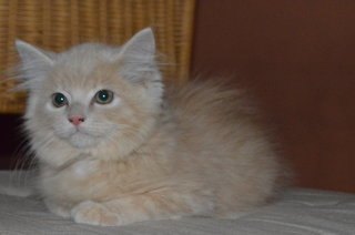 Orange Mix Breed Kitten Himalayan  - Himalayan + Persian Cat