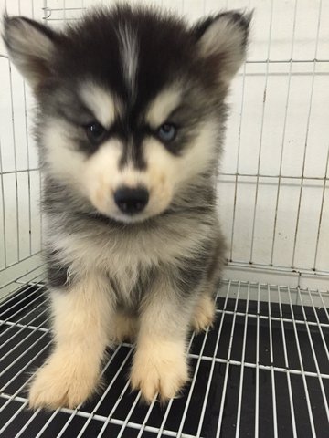 Wooly Husky Bi Eye - Siberian Husky Dog