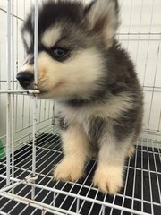 Wooly Husky Bi Eye - Siberian Husky Dog