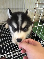 Wooly Husky Bi Eye - Siberian Husky Dog