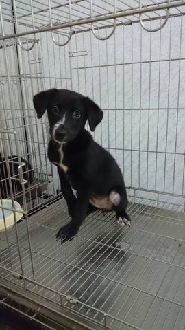 White Cross - Mixed Breed Dog