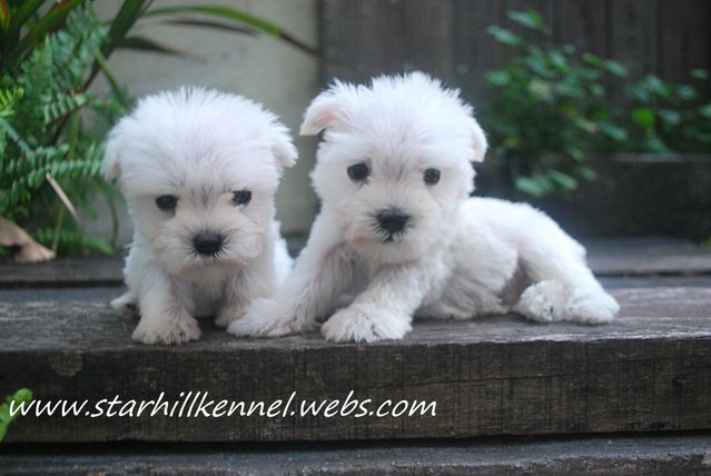 Taiwan Line White Schnauzer Pups - Schnauzer Dog