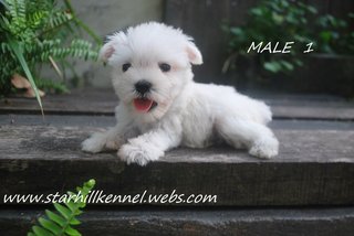 Taiwan Line White Schnauzer Pups - Schnauzer Dog