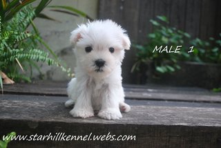 Taiwan Line White Schnauzer Pups - Schnauzer Dog