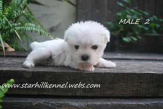 Taiwan Line White Schnauzer Pups - Schnauzer Dog