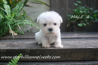 Taiwan Line White Schnauzer Pups - Schnauzer Dog