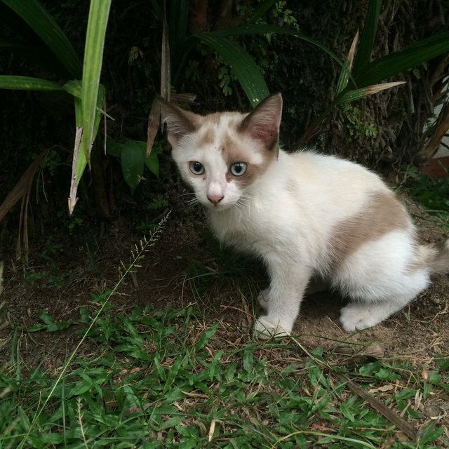 Fiju - Domestic Medium Hair Cat