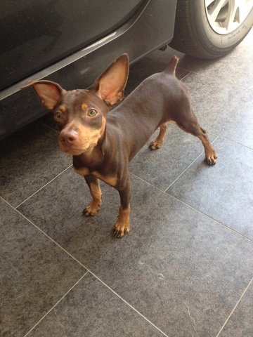 Minpin - Miniature Pinscher Dog