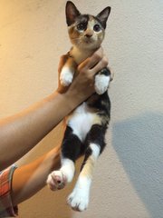 Missy, Bobtailed Kitten  - Domestic Short Hair + Bobtail Cat