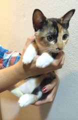 Missy, Bobtailed Kitten  - Domestic Short Hair + Bobtail Cat