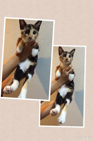 Missy, Bobtailed Kitten  - Domestic Short Hair + Bobtail Cat